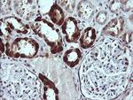 LGALS3 Antibody in Immunohistochemistry (Paraffin) (IHC (P))