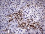 LGALS3 Antibody in Immunohistochemistry (Paraffin) (IHC (P))