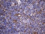 LGALS3 Antibody in Immunohistochemistry (Paraffin) (IHC (P))