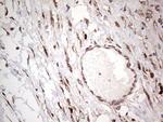 LGALS3 Antibody in Immunohistochemistry (Paraffin) (IHC (P))