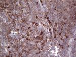 LGALS3 Antibody in Immunohistochemistry (Paraffin) (IHC (P))