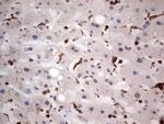 LGALS3 Antibody in Immunohistochemistry (Paraffin) (IHC (P))