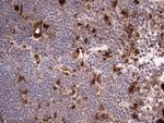 LGALS3 Antibody in Immunohistochemistry (Paraffin) (IHC (P))