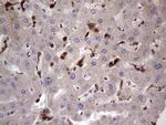 LGALS3 Antibody in Immunohistochemistry (Paraffin) (IHC (P))