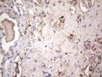 LGALS3 Antibody in Immunohistochemistry (Paraffin) (IHC (P))