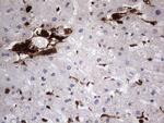 LGALS3 Antibody in Immunohistochemistry (Paraffin) (IHC (P))