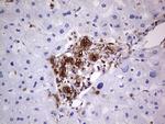 LGALS3 Antibody in Immunohistochemistry (Paraffin) (IHC (P))