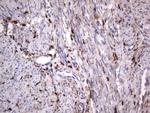 LGALS3 Antibody in Immunohistochemistry (Paraffin) (IHC (P))