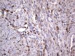 LGALS3 Antibody in Immunohistochemistry (Paraffin) (IHC (P))