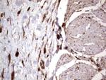 LGALS3 Antibody in Immunohistochemistry (Paraffin) (IHC (P))