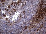 LGALS3 Antibody in Immunohistochemistry (Paraffin) (IHC (P))