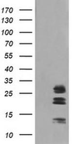 LGALS3 Antibody in Western Blot (WB)