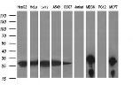 LGALS3 Antibody in Western Blot (WB)