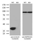 LGALS3 Antibody in Western Blot (WB)