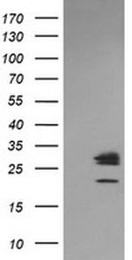 LGALS3 Antibody in Western Blot (WB)