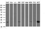 LGALS3 Antibody in Western Blot (WB)