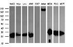 LGALS3 Antibody in Western Blot (WB)