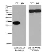 LGALS3 Antibody in Western Blot (WB)