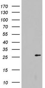 LGALS3 Antibody in Western Blot (WB)