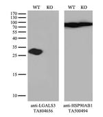 LGALS3 Antibody in Western Blot (WB)