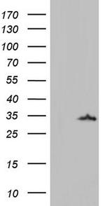 LGALS3 Antibody in Western Blot (WB)