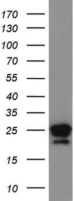 LGALS3 Antibody in Western Blot (WB)