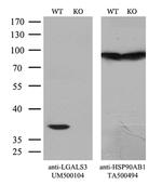 LGALS3 Antibody in Western Blot (WB)