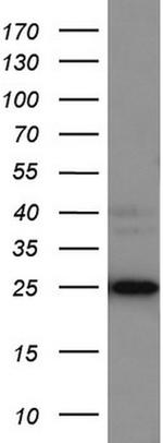 LGALS3 Antibody in Western Blot (WB)