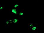 LGALS3BP Antibody in Immunocytochemistry (ICC/IF)