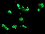 LGALS3BP Antibody in Immunocytochemistry (ICC/IF)