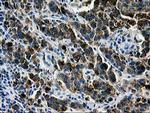 LGALS3BP Antibody in Immunohistochemistry (Paraffin) (IHC (P))