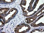 LGALS3BP Antibody in Immunohistochemistry (Paraffin) (IHC (P))