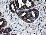 LGALS3BP Antibody in Immunohistochemistry (Paraffin) (IHC (P))