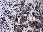 LGALS3BP Antibody in Immunohistochemistry (Paraffin) (IHC (P))