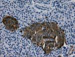 LGALS3BP Antibody in Immunohistochemistry (Paraffin) (IHC (P))