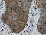 LGALS3BP Antibody in Immunohistochemistry (Paraffin) (IHC (P))