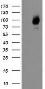 LGALS3BP Antibody in Western Blot (WB)