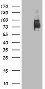 LGALS3BP Antibody in Western Blot (WB)