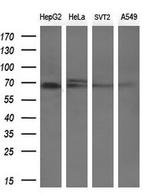 LGALS3BP Antibody in Western Blot (WB)