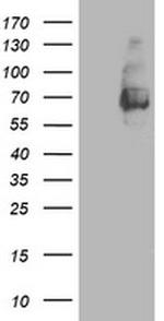 LGALS3BP Antibody in Western Blot (WB)