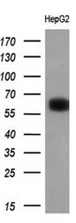 LGALS3BP Antibody in Western Blot (WB)