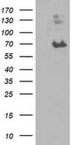 LGALS3BP Antibody in Western Blot (WB)