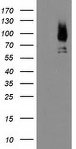 LGALS3BP Antibody in Western Blot (WB)