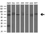 LGALS3BP Antibody in Western Blot (WB)