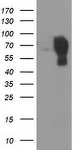 LGALS3BP Antibody in Western Blot (WB)