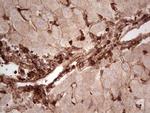 LGALS9 Antibody in Immunohistochemistry (Paraffin) (IHC (P))