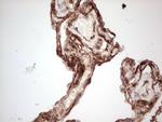 LGALS9 Antibody in Immunohistochemistry (Paraffin) (IHC (P))