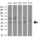 LGALS9 Antibody in Western Blot (WB)