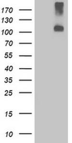 LGR4 Antibody in Western Blot (WB)