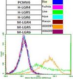 LGR5 Antibody in Flow Cytometry (Flow)